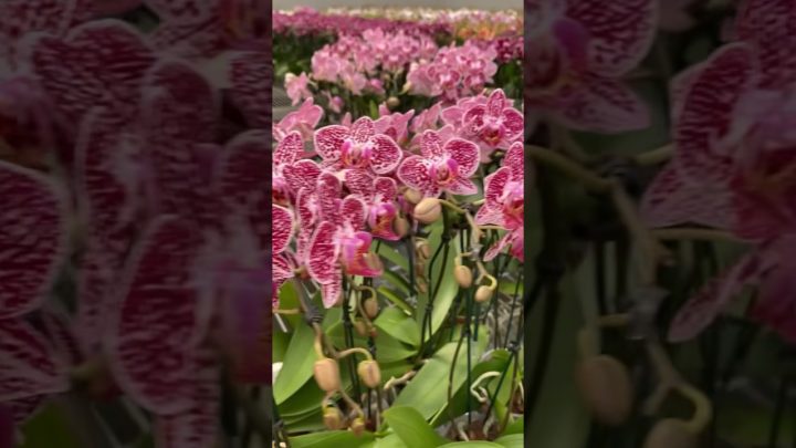 Dicas de Jardinagem - Visitei um produtor de MINI ORQUÍDEAS PHALAENOPSIS