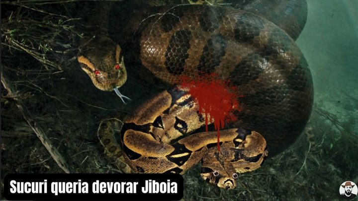 jiboia - Sucuri queria devorar Jiboia