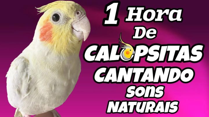 estimular - 1 Hora de CALOPSITAS CANTANDO sons naturais: Ótimo para estimular sua calopsita a começar a cantar