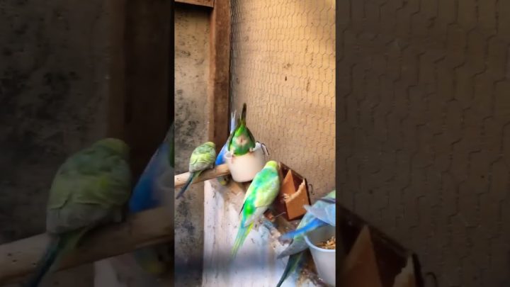 marcado - Qual vc prefere: AR bem marcado ou Texas? #budgerigar #budgies