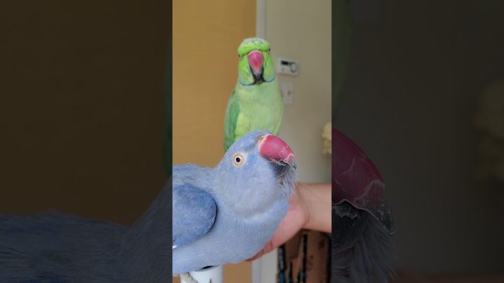 playing - Indian Ringneck Parrots playing (Kiwi and Dash)