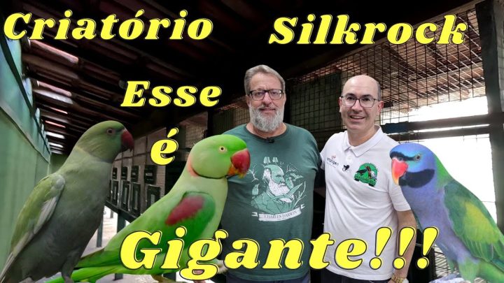 experientes - SILKROCK DE SAULO BISCOTO UM DOS CRIADORES MAIS EXPERIENTES DO BRASIL.