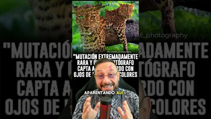 foi… - Leopardo com heterocromia nos olhos foi flagrado na natureza