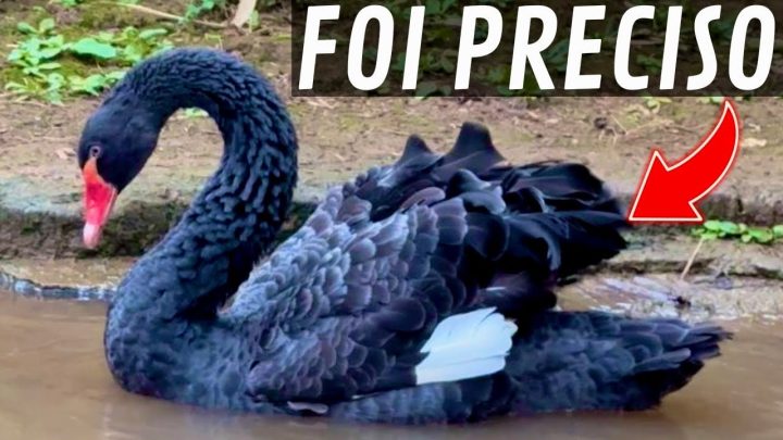 galinha - Minha GALINHA saiu VOANDO | Mudança Cisne Negro | Aves Recriar