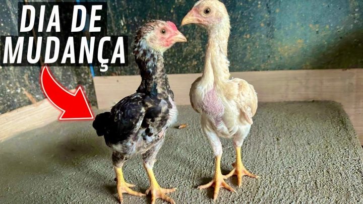 vai!!! - Como Aumentar a imunidade de Pintinho | Agora a Cisne vai BOTAR | Limpado lago | Aves Recriar