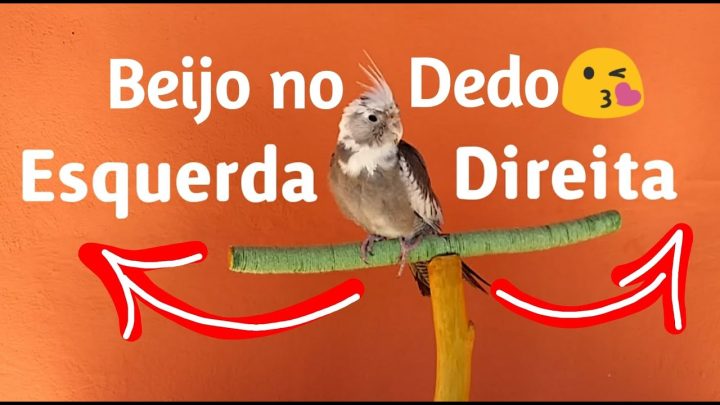 (direita - Calopsita Adestrada (Direita p/ Esquerda Beijo no Dedo) Dressed Cockatiel