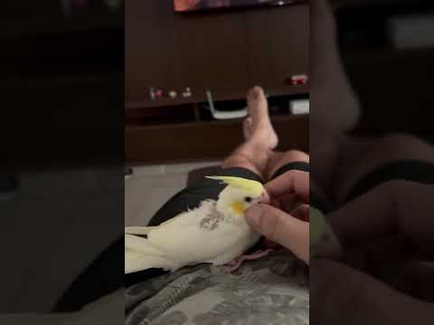 cafuné - Ama um cafuné 🐥❤️ #cockatielsounds #birds #cantodecalopsita #cockatiel #cockatielwhistling