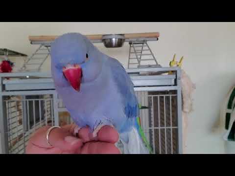 playing - Indian Ringneck Parrots playing