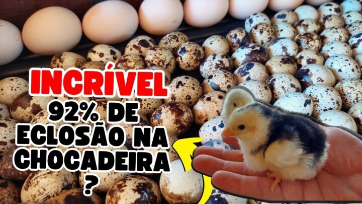 mentira - PARECE MENTIRA! Fazendo isso vai chover pintinhos na sua chocadeira