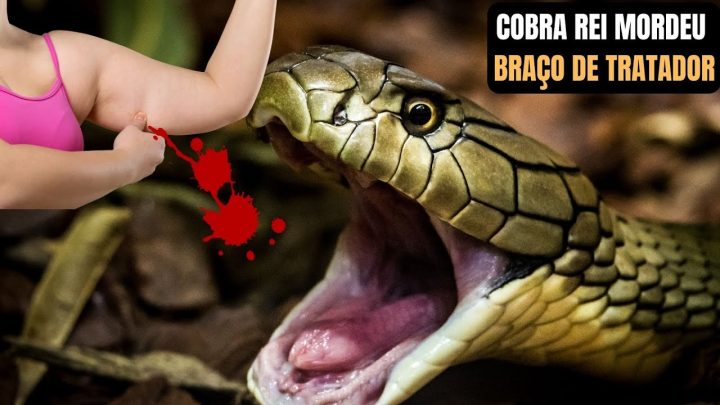 tratador! - Cobra Rei mordeu braço de tratador / King Cobra | Biólogo Henrique