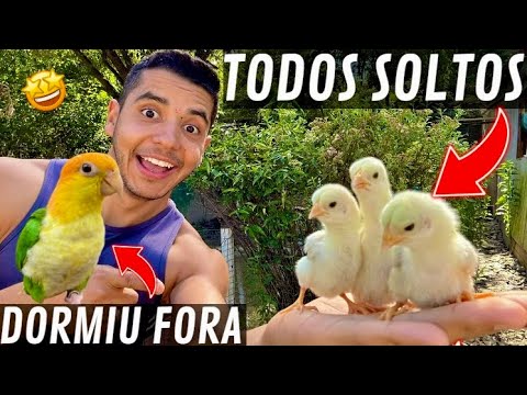 confusão - Soltei os pintinhos pela Primeira vez e deu CONFUSÃO | Adaptação Marianinha | Aves Recriar