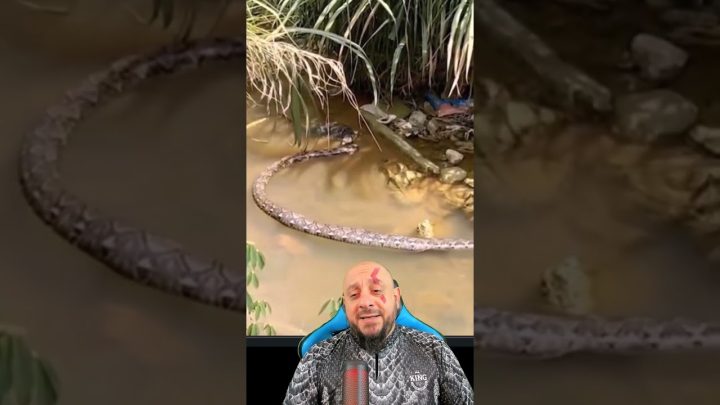 pequenino - Jacaré pequenino predou sucuri ou lagarto oportunista devorou Malayopyyhon?