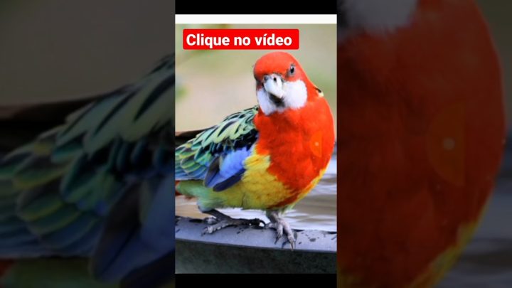 reprodutiva - #rosela idade reprodutiva das aves #criação #aves #parrot