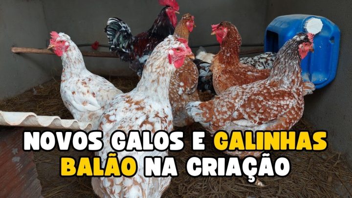 balÃo - Todos os GALOS BALÃO | Nome de todos os galos da criação