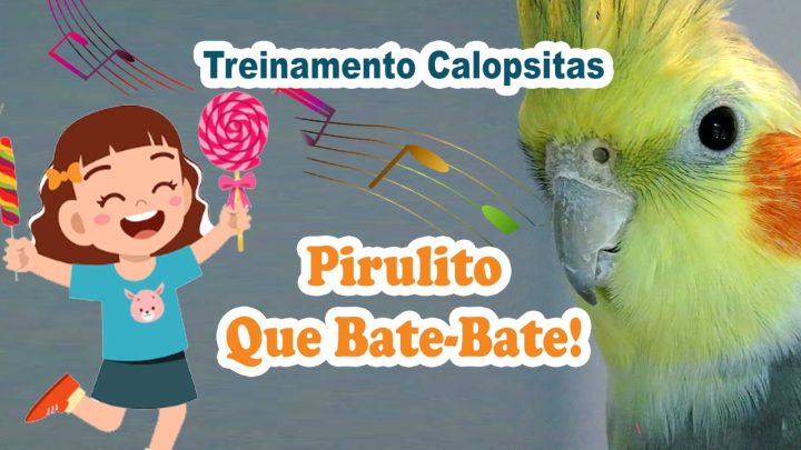 pirulito - Assobio calopsita - canto “pirulito que bate bate” para treinar calopsita