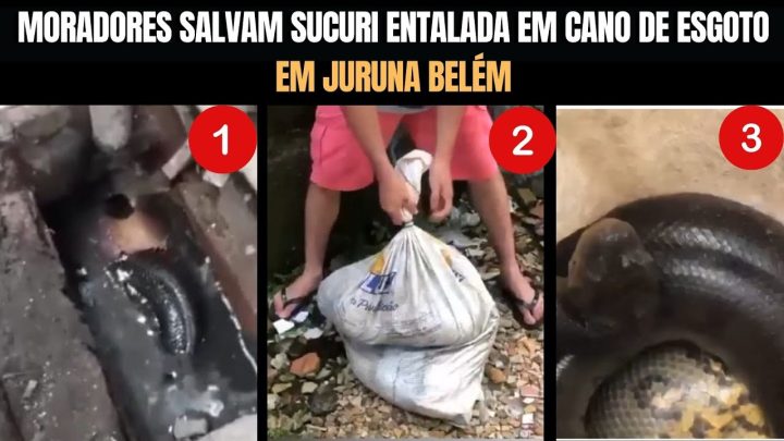 salvam - Moradores salvam Sucuri entalada em cano de esgoto em Juruna Belém | Biólogo Henrique | @OLiberalPA​