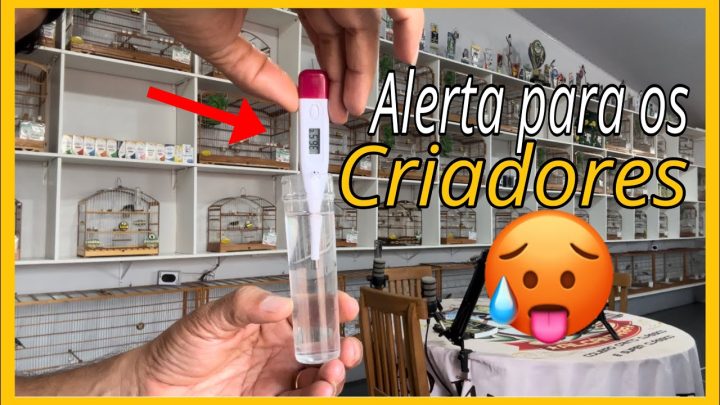 redobrado, - ONDA DE CALOR EXTREMA! CUIDADO REDOBRADO COM NOSSOS PETS