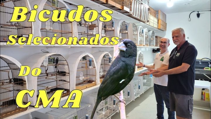 diferenciados - BICUDOS DIFERENCIADOS DO CMA!!!