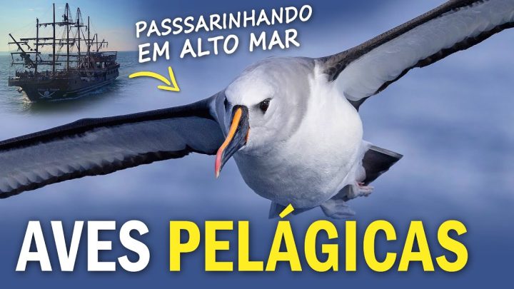 busca - AVES PELÁGICAS: PASSARINHANDO em Alto Mar em busca dos Albatrozes e pardelas!