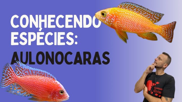 aulonocaras - POSSO COLOCAR AULONOCARAS COM MBUNAS (yellow, auratus azul) ???