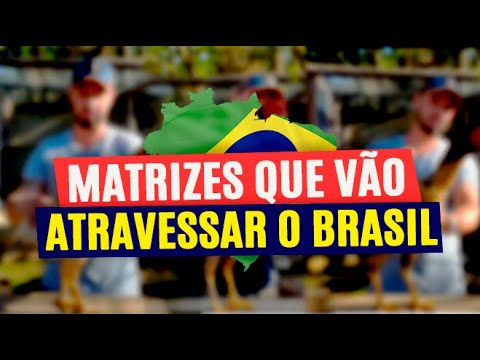 atravessar - Matrizes que vão atravessar o Brasil, aquisições do Criatório Mustang!