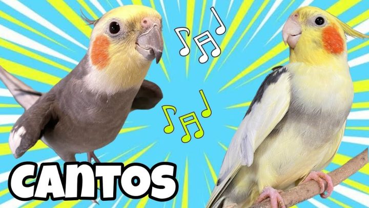 Sem categoria - CALOPSITAS Cantando Vários Assobios Legais | Ideal para Alegrar Sua Calopsita! 🎶🦜