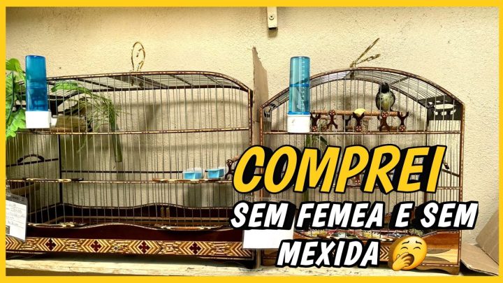 extraordinÁria - mexida "extraordinária" como acerta mexida do coleiro - saiba ? TEMPO E A MEXIDA