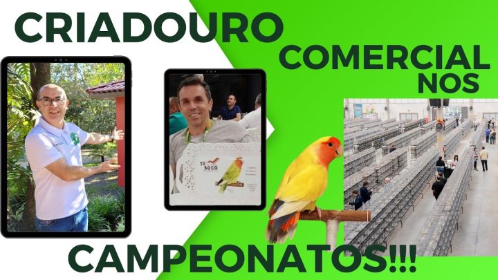 criadouro - CRIADOURO COMERCIAL NOS CAMPEONATOS?Cortes da Live.