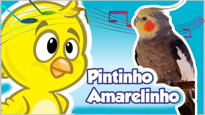 amarelinho - Assobio calopsita - ASSOBIO pintinho amarelinho para treinar calopsita