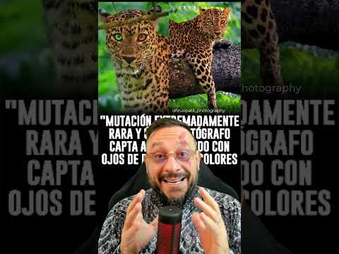 foi… - Leopardo com heterocromia nos olhos foi flagrado na natureza