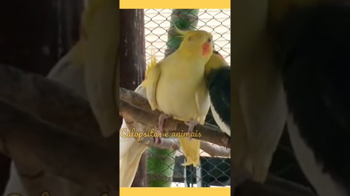 #shortsinfantil - Calopsita namorando #calopsita #shorts #lovenotes #calopsitas #shortsinfantil #cockatielsing #birds