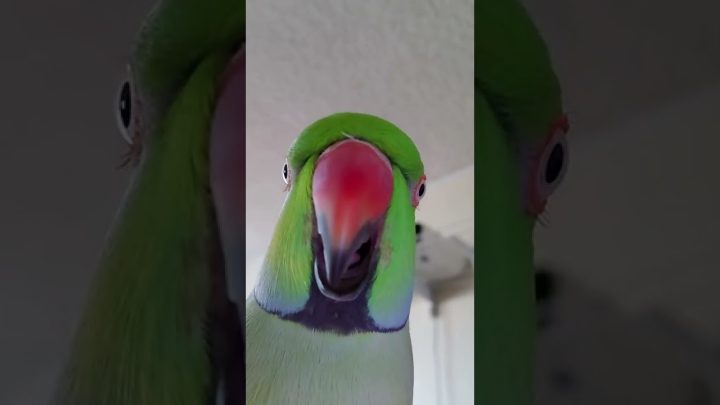 (kiwi) - Indian Ringneck Parrot 🦜talking (Kiwi)