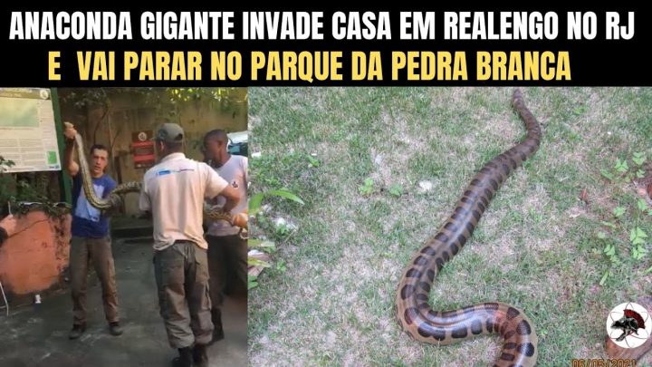 realengo - Anaconda Gigante Invade Casa em Realengo no RJ | Biólogo Henrique o Biólogo das Cobras