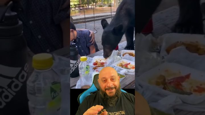 piquenique - Urso invade Piquenique e faz banquete com direito a self-service