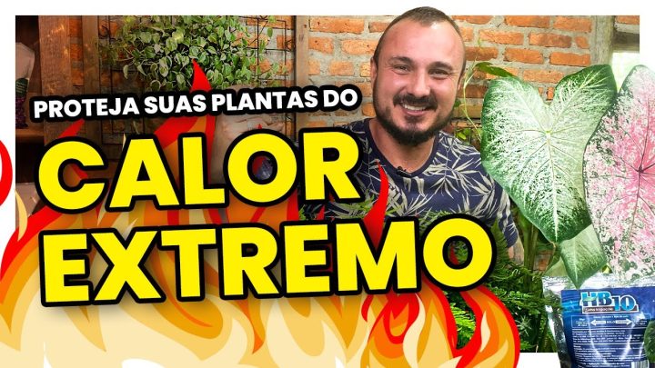 extremo - Como proteger suas plantas do calor extremo | Dica do Murilo Soares