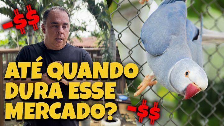 vai!!! - O PREÇO DO RING NECK VAI CAIR?