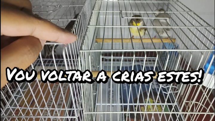 perda! - Novos casais para repor a perda! Vcs são os melhores inscritos!!