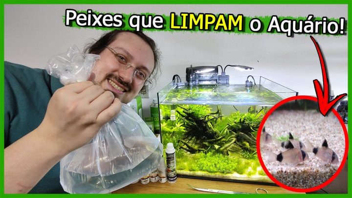 limpadores - Coloquei Peixes LIMPADORES no Aquário Plantado de Iniciantes! - Corydora