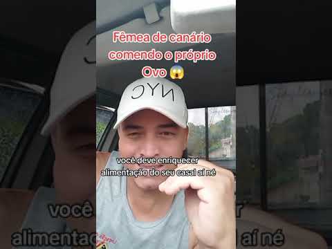 ovo? - #A Canária está comendo o próprio Ovo???