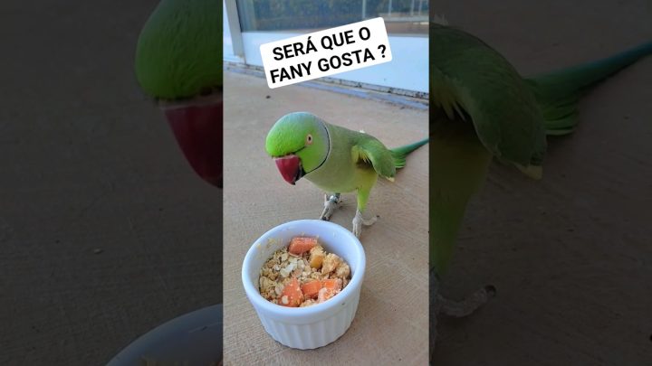 ringneck - será que ele gosta? #parrot #ave #birds #passarinho #parrots #ring #periquito #memes #ringneck #bird