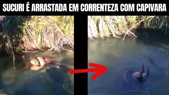 correnteza - Sucuri é arrastada em correnteza com capivara | Biólogo Henrique o Biólogo das cobras