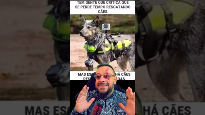 cães - Tem gente criticando resgate de cães, dá pra acreditar?