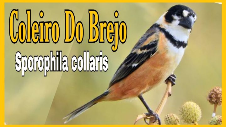 (sporophila - COLEIRO DO BREJO Sporophila collaris