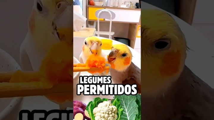 agapornis - legumes e verduras permitidas #ring #parrot #birds #ave #pets #calopsita #agapornis #periquito