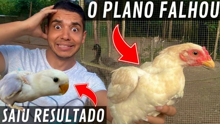 adotar - Tentando fazer a galinha adotar pintinhos | Resultado sexagem filhote de Agaporne | Aves Recriar