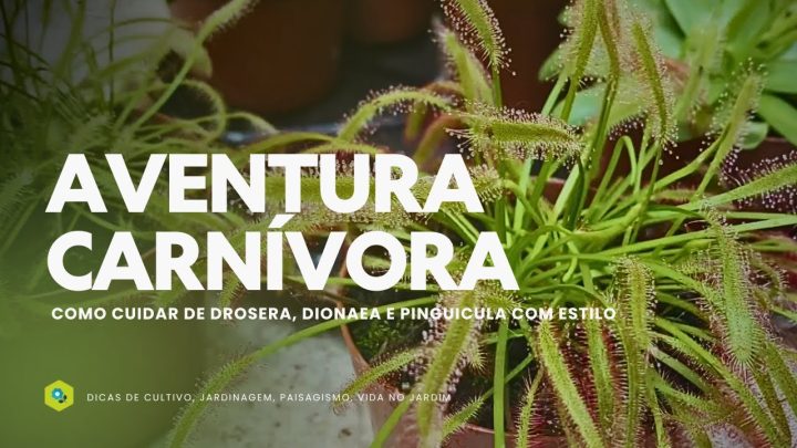 Dicas de Jardinagem - AVENTURA CARNÍVORA - Como CUIDAR de DROSERA, DIONAEA e PINGUICULA com ESTILO