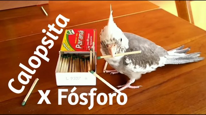 fósforo. - Calopsita Brincando c/ Palito de Fósforo. Cockatiel Playing