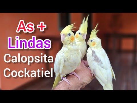 beautiful - Uma Calopsita é Bom, 3 é Bom de Mais. Beautiful Cockatiel