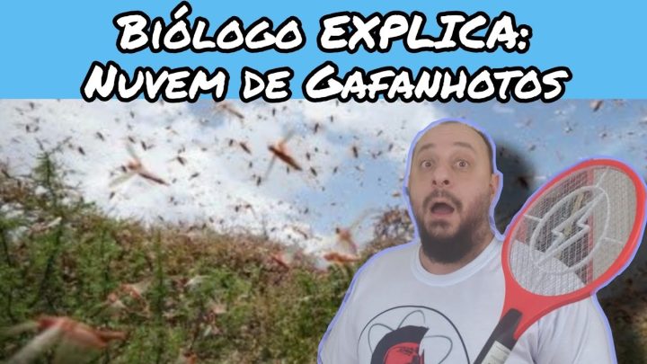 gafanhotos - Nuvem de Gafanhotos | Biólogo ANIMAL