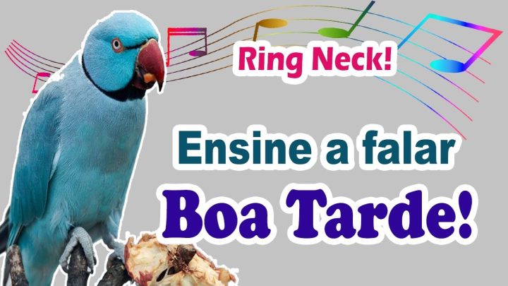 tarde - Frase para ensinar ring neck a falar “boa tarde” - frase “boa tarde” para treinar ring neck